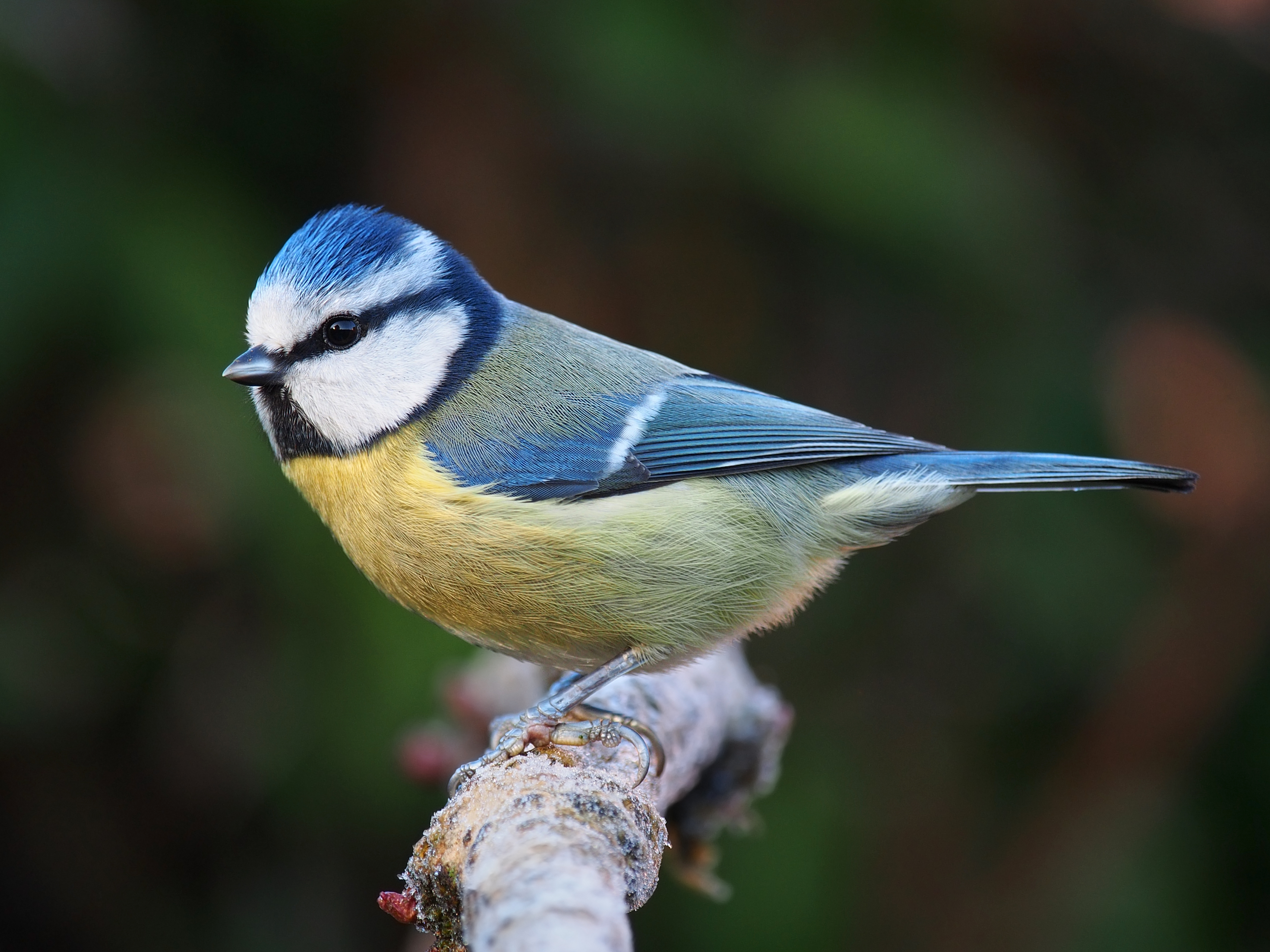 Evoluutio/Sopeutuminen/Eurasian_blue_tit_Lancashire