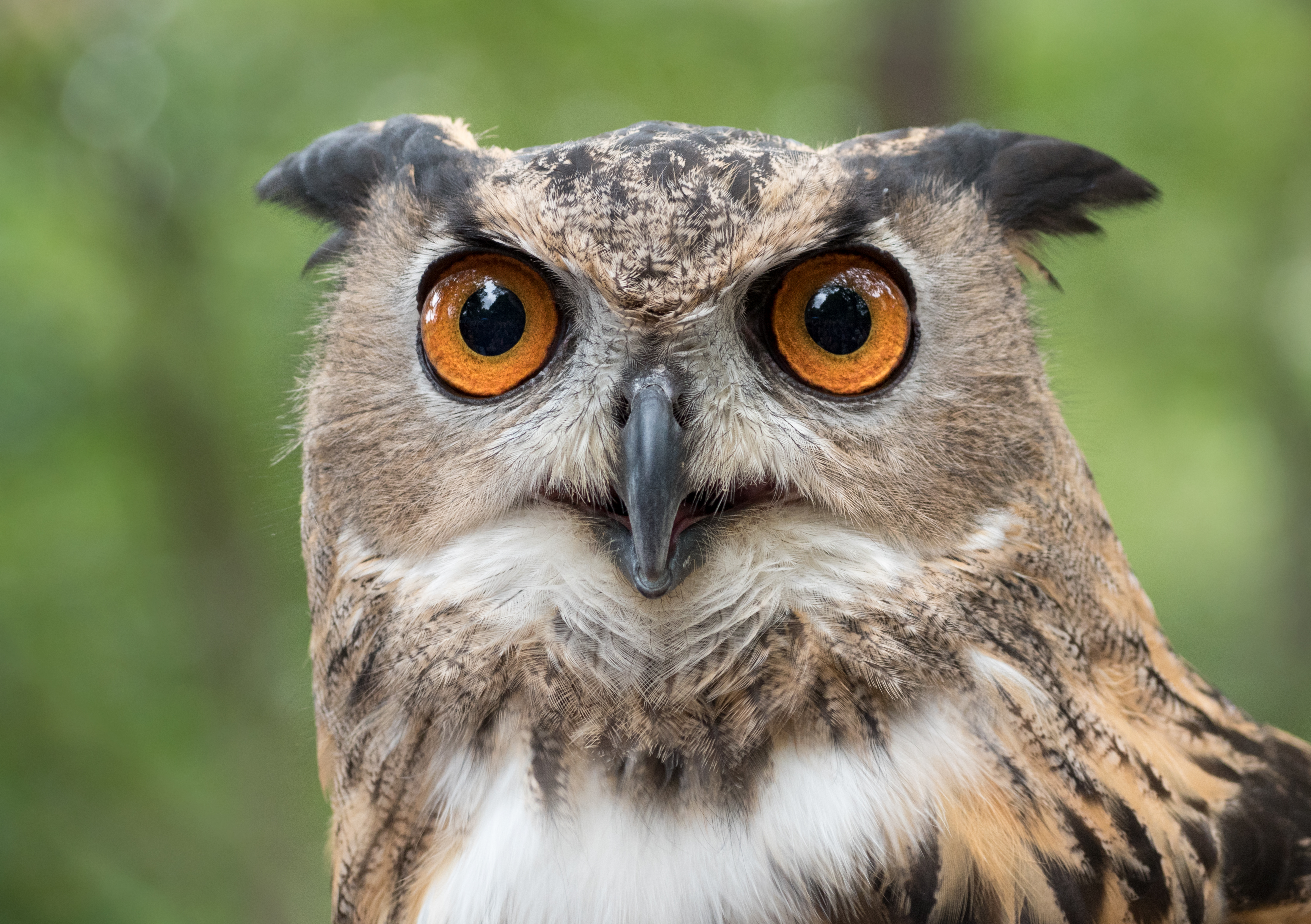 Evoluutio/Sopeutuminen/Eurasian_eagle-owl_(44088)