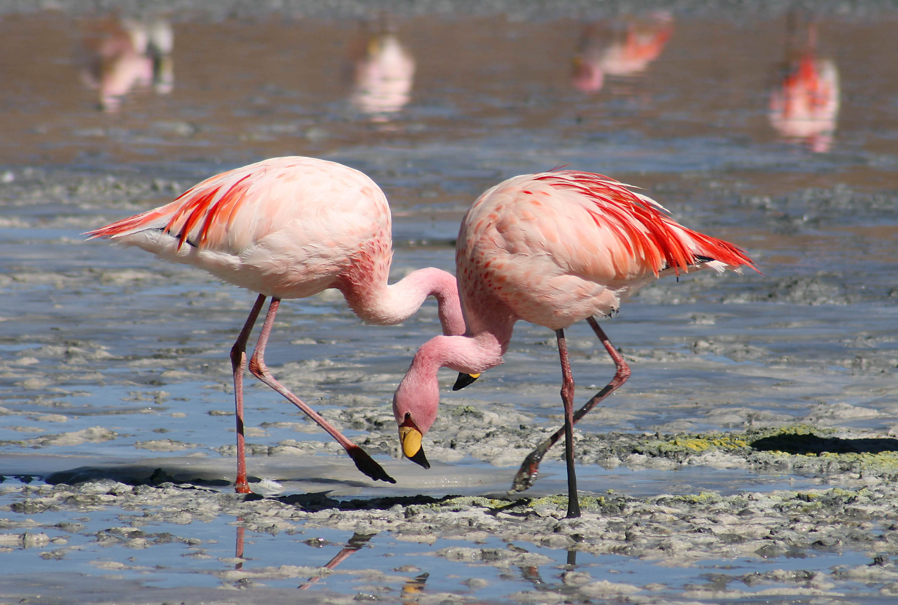 Evoluutio/Sopeutuminen/Flamingos_Laguna_Colorada