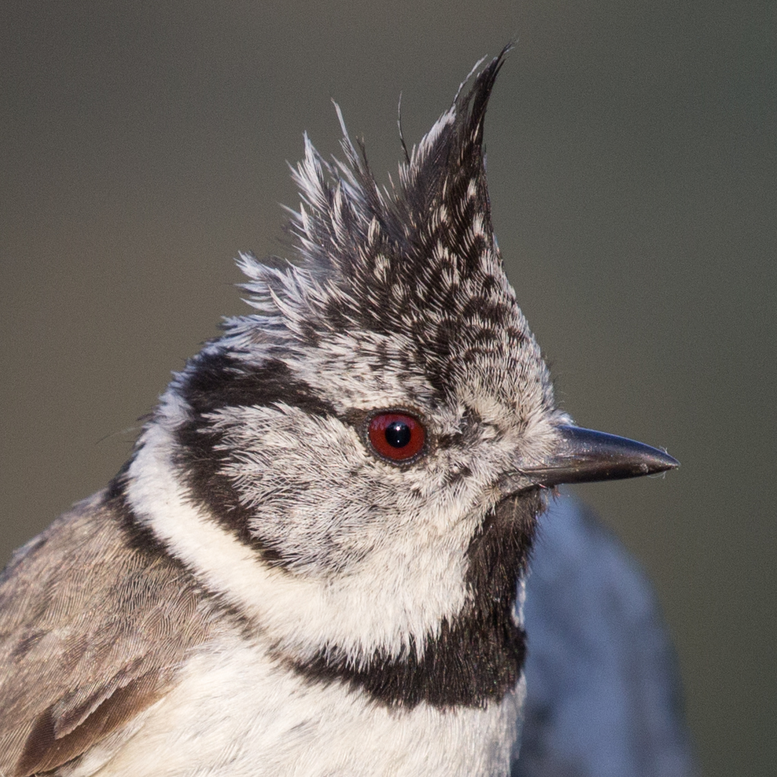 Evoluutio/Sopeutuminen/Lophophanes_cristatus_-_02