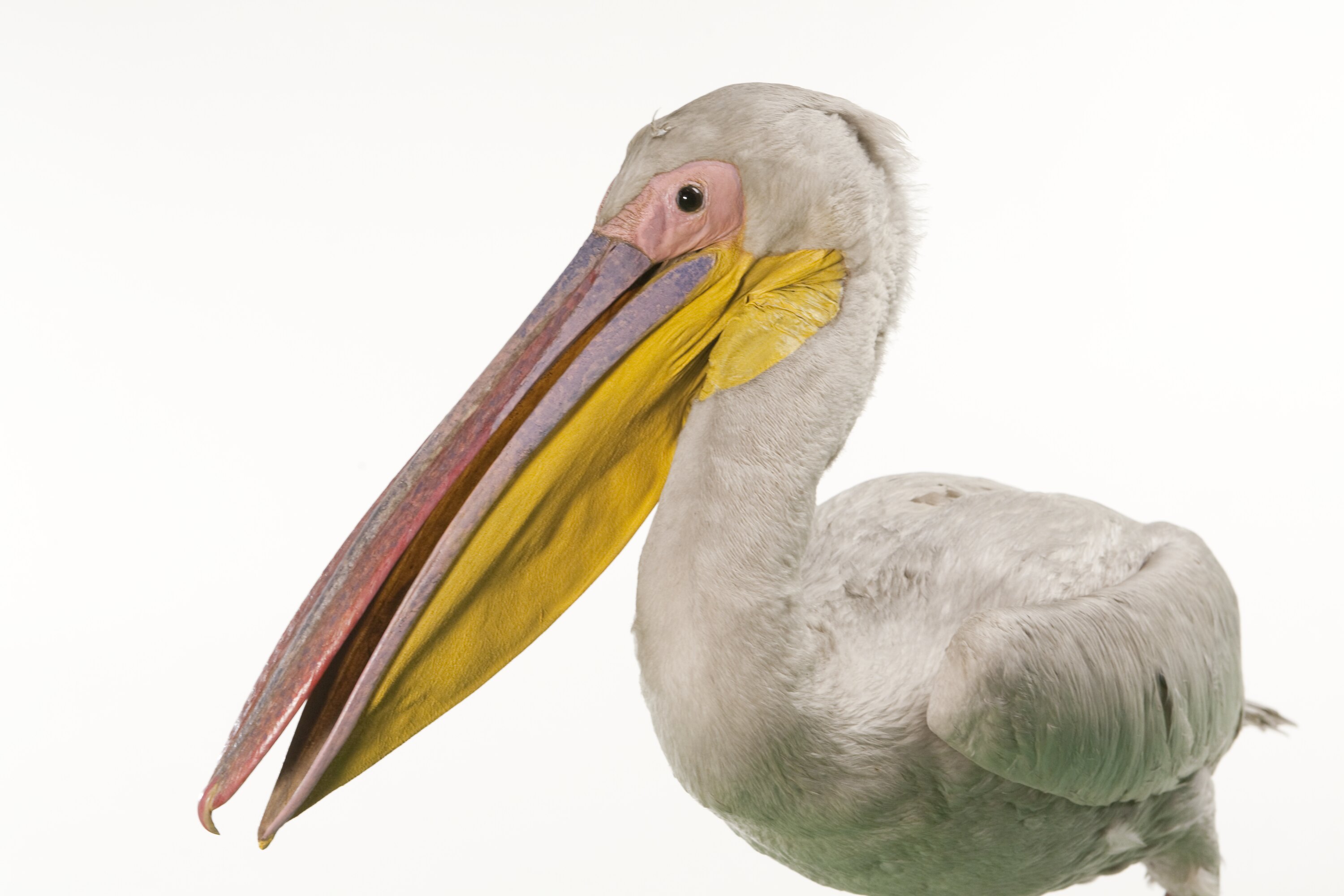 Evoluutio/Sopeutuminen/pelecanus-onocrotalus-great-white-pelican-mount-registration-no-b-33022-331752-large