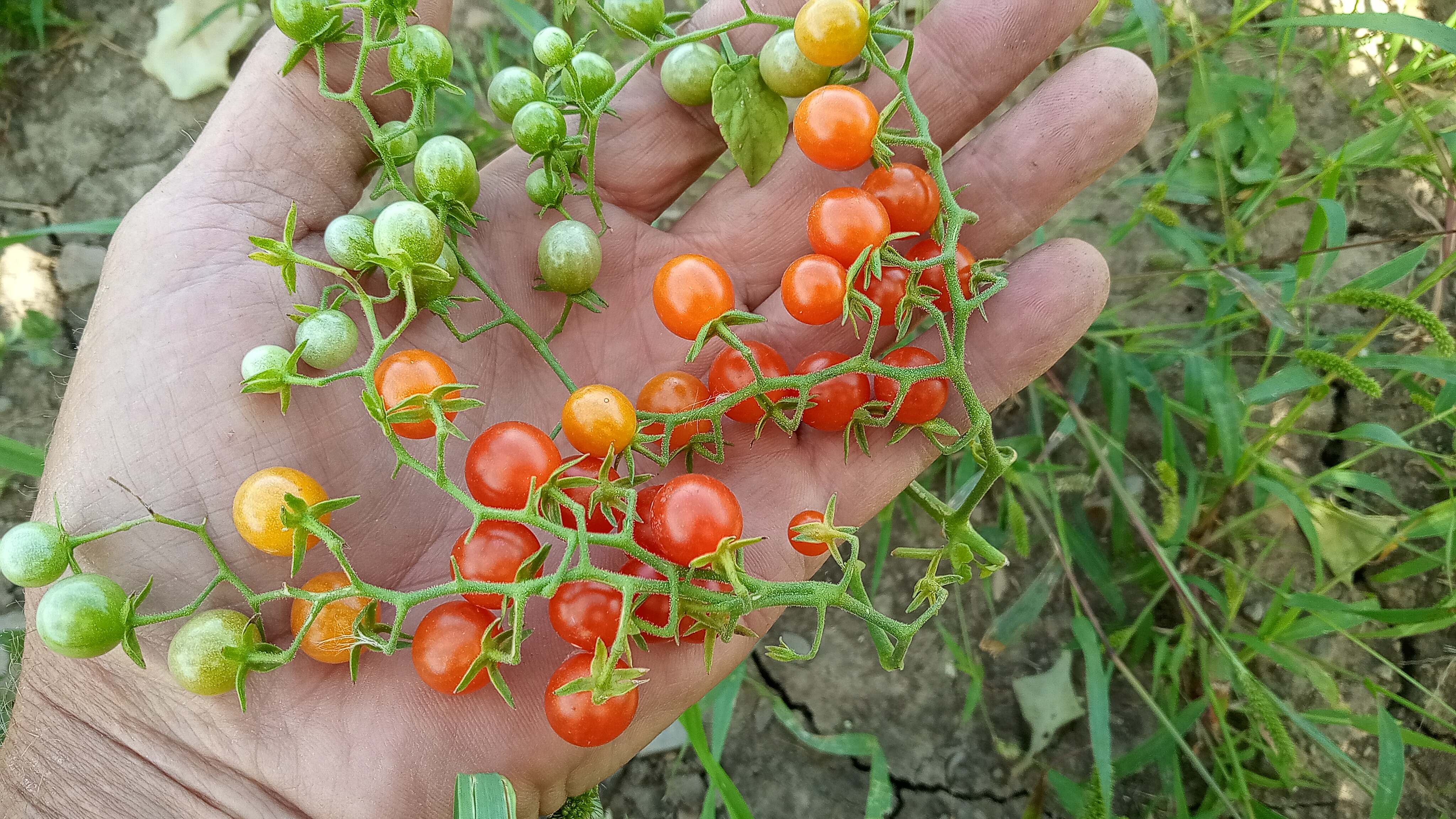 Evoluutio/pienet_tomaatit