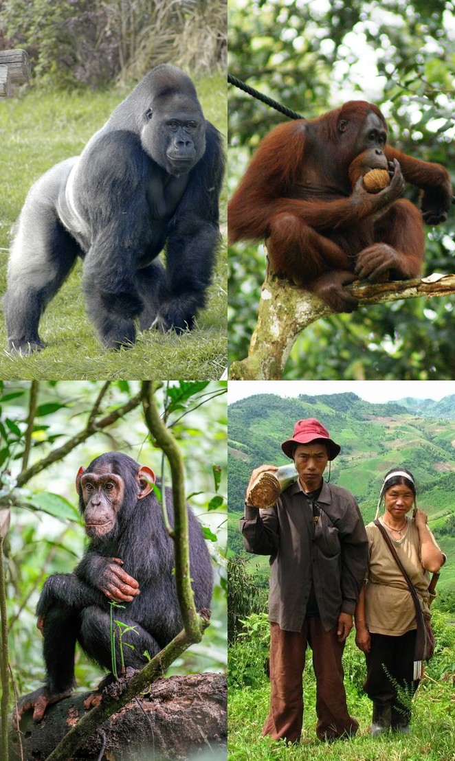 Evoluutio/primate_comparison_combined