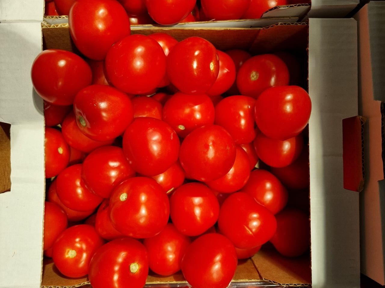 Evoluutio/suuret_tomaatit_rotated